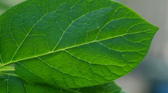 Planteanalyser - instruksjoner for prøvetaking