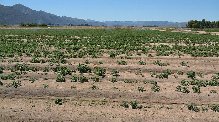 Skade av svartskurv i åkeren.