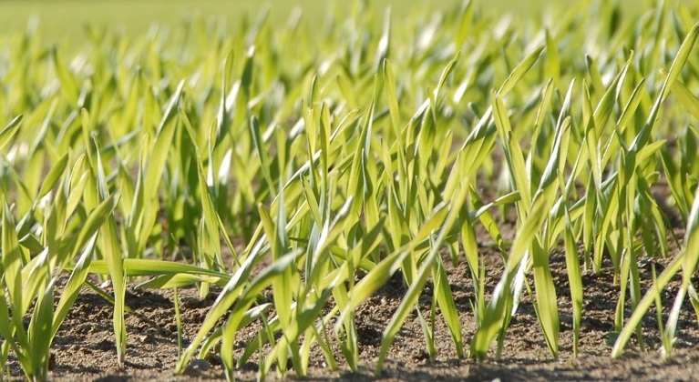 Hvordan opprettholde grønn bladmasse i hvete