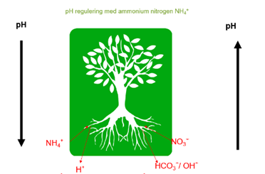 N&aring;r planten tar opp ammonium utskilles syreioner (H+)  og pH faller. N&aring;r planten tar opp nitrat, utskilles baseioner (HCO-/OH-) og pH stiger.