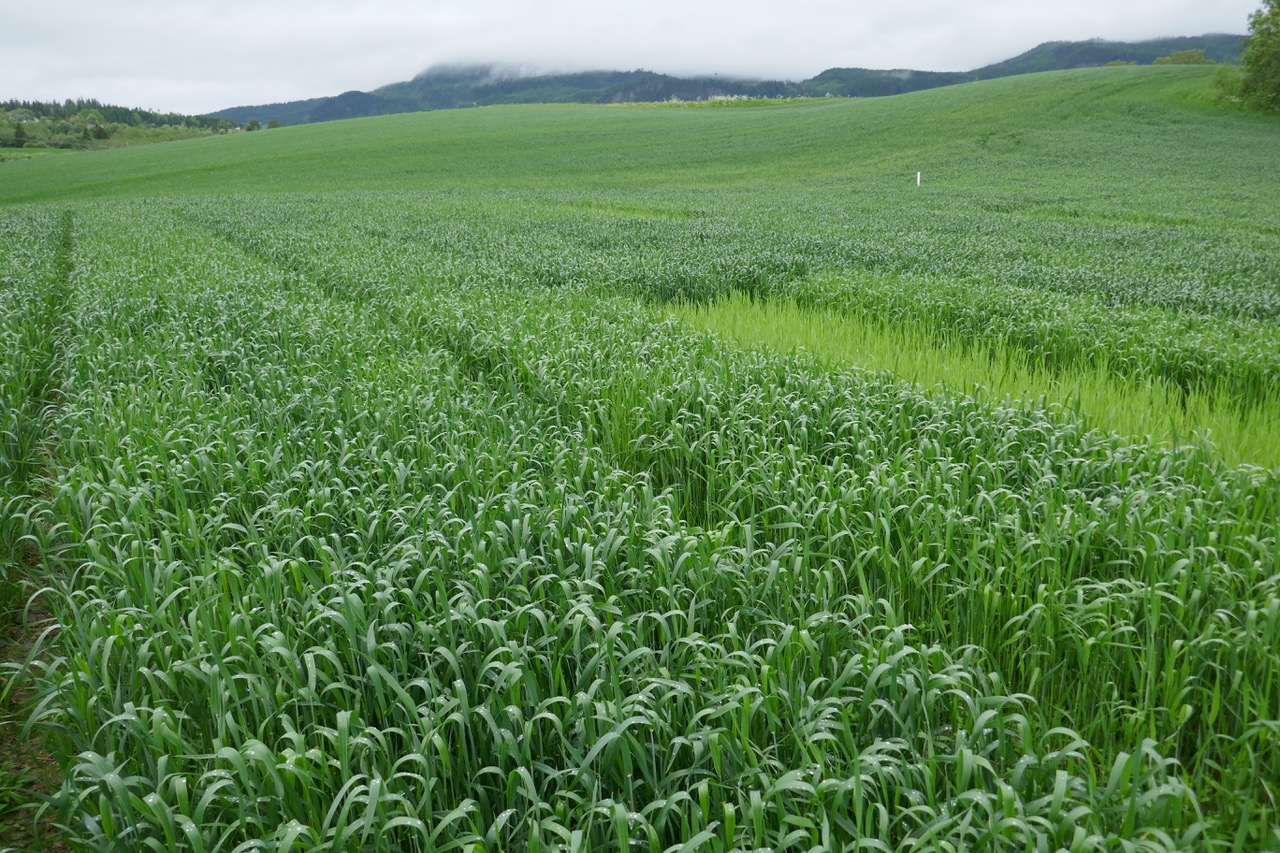 Uke 24 Felt 8 Trøndelag. Fotograf Jon Olav Forbord