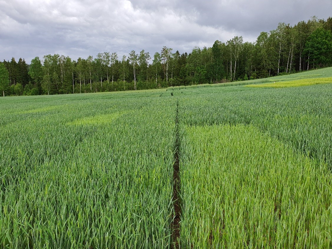 Bilde 3 Sarpsborg.jpg