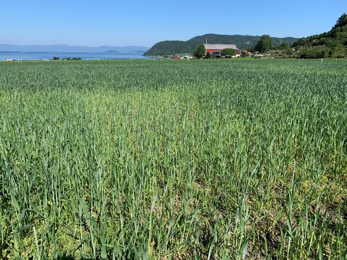 Bilde 7 Stj&oslash;rdal.jpg