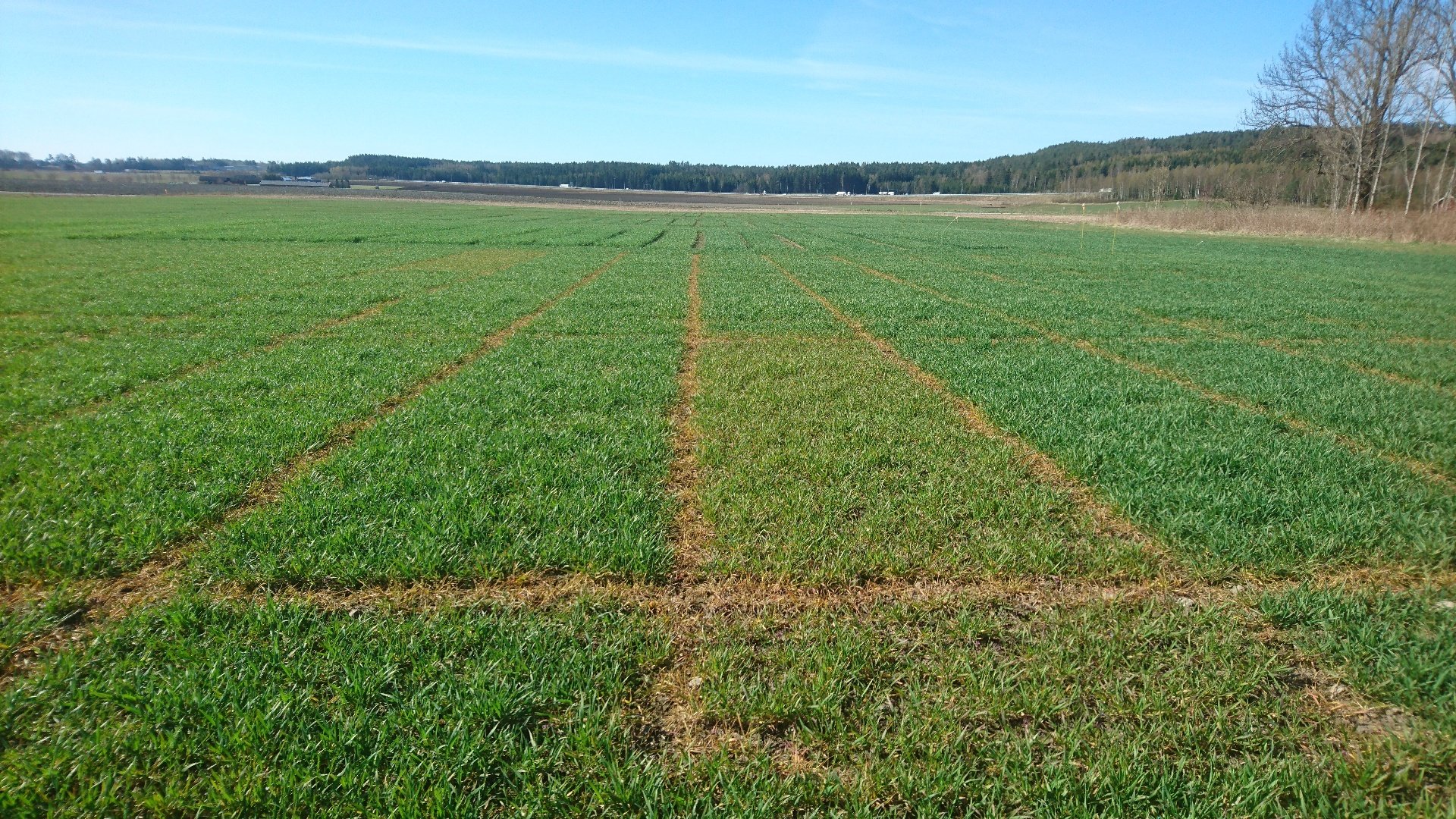 Uke 18 Felt 1 Øsaker