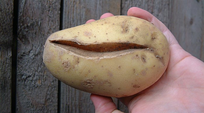 For mye vann kan gi sprukne knoller.