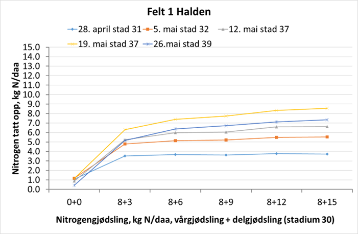 halden figur