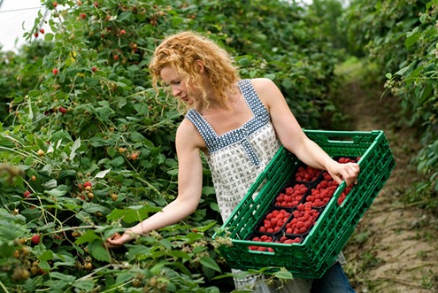 Mindre gråskimmel på bringebær i Norsk ACTISIL forsøk