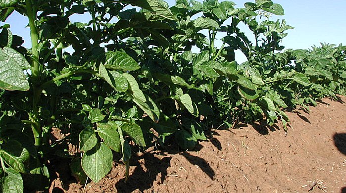 Fårene gir god drenering og enklere innhøsting