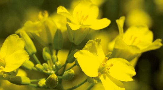 Gjødslingråd for oljevekster