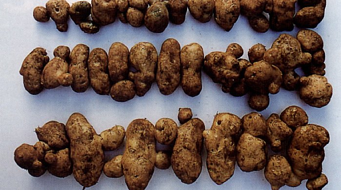 Varierende fuktighet i jorda kan gi utvikling av sekundære knoller.