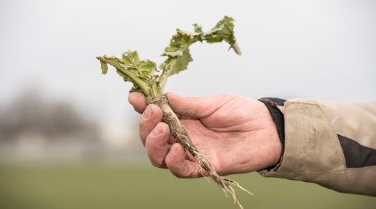 Høstrapsdyrking – en krevende, men spennende utfordring
