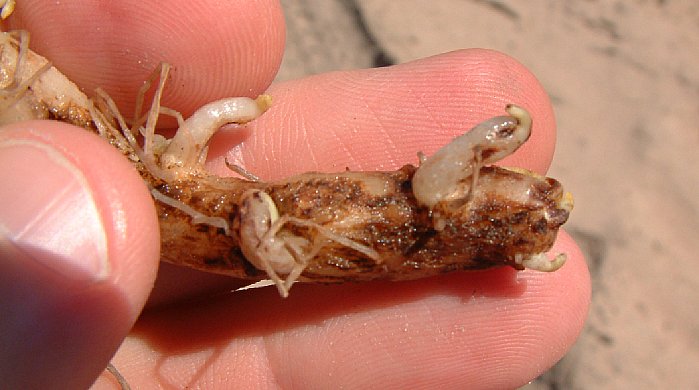 Skade av svartskurv på røtter.