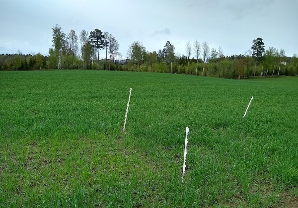 Svein Ivar status 17 mai