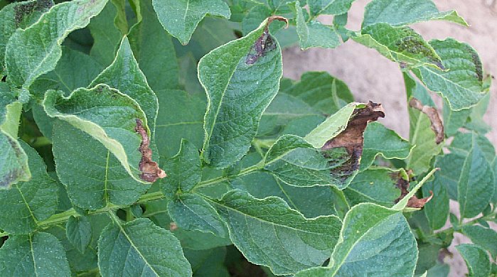 Tørrflekksjuke (Alternaria solani).