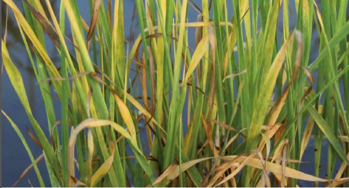 Langvarig mangel på oksygen gir alvorlig næringsmangel.