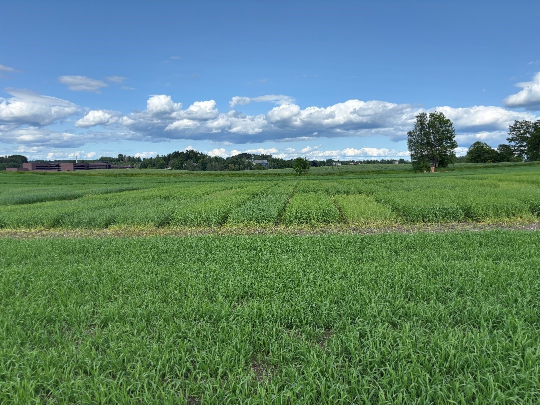&aring;s