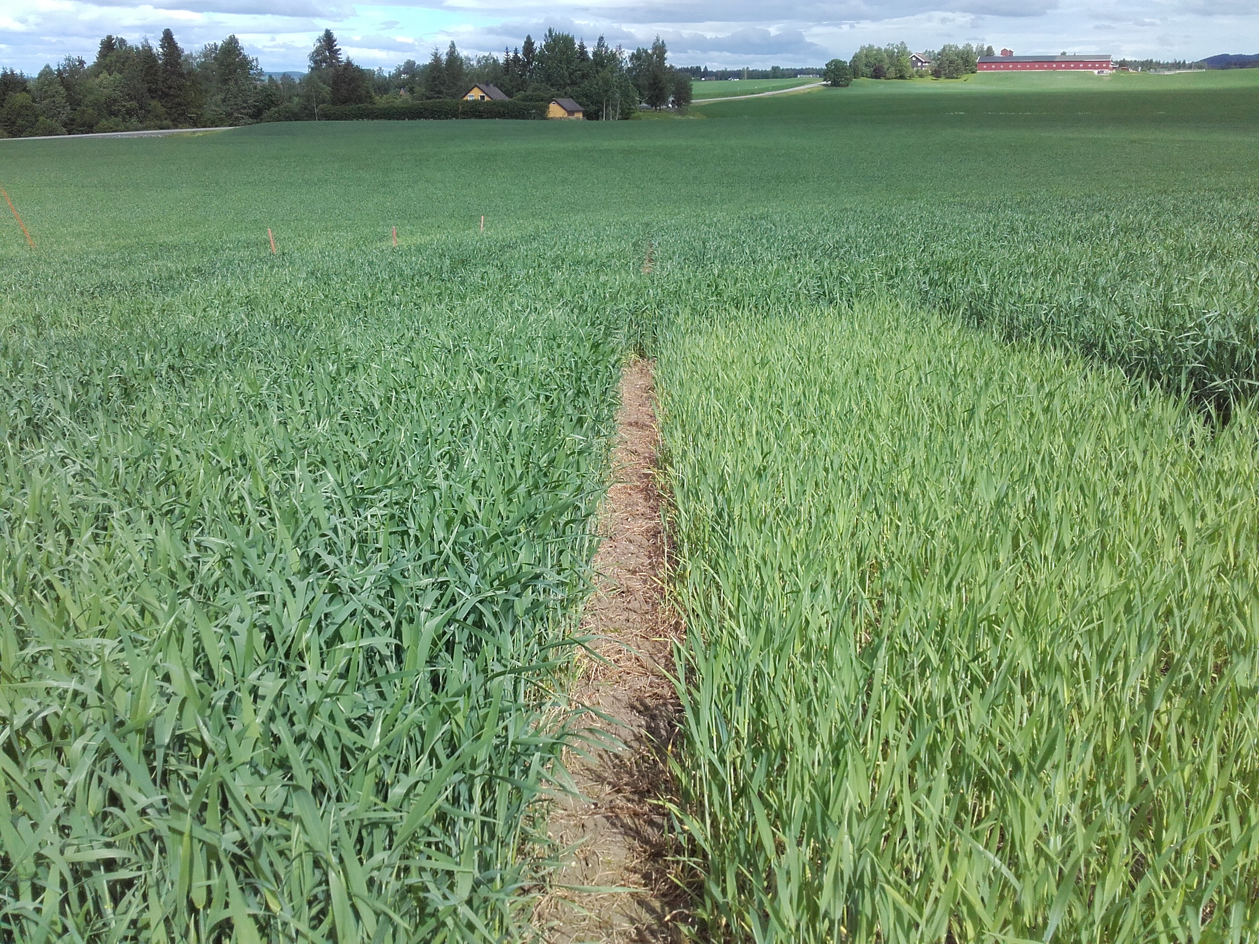 Uke 24 Felt 7 Vormsund. Fotograf Morten Botilsrud