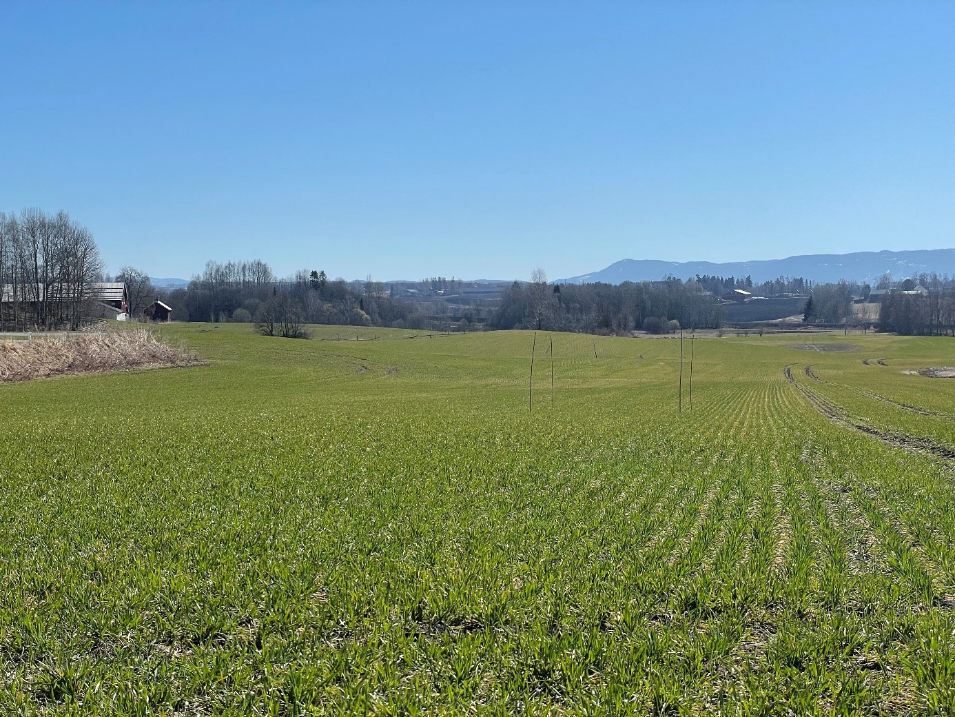 Gi høstkornet en god start