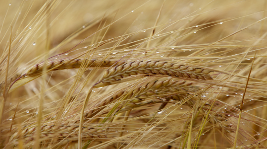 Gjødslingsmengde og -tidspunkt i bygg