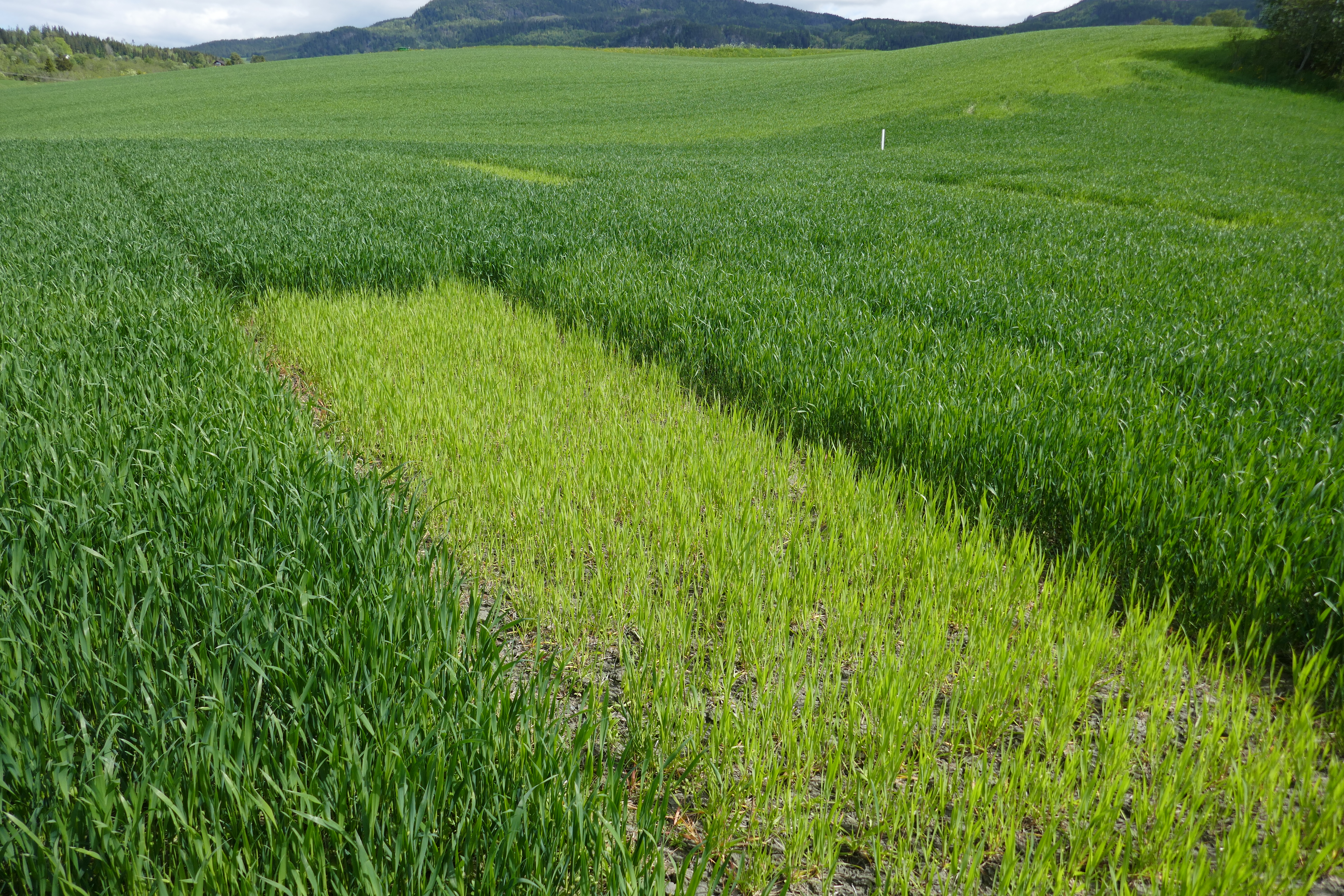 Uke 23 Felt 8 Trøndelag. Fotograf Jon Olav Forbord