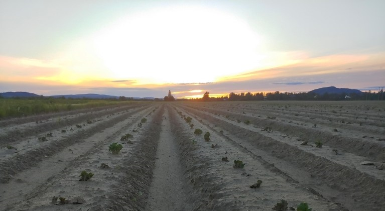 Poteteng i solnedgang