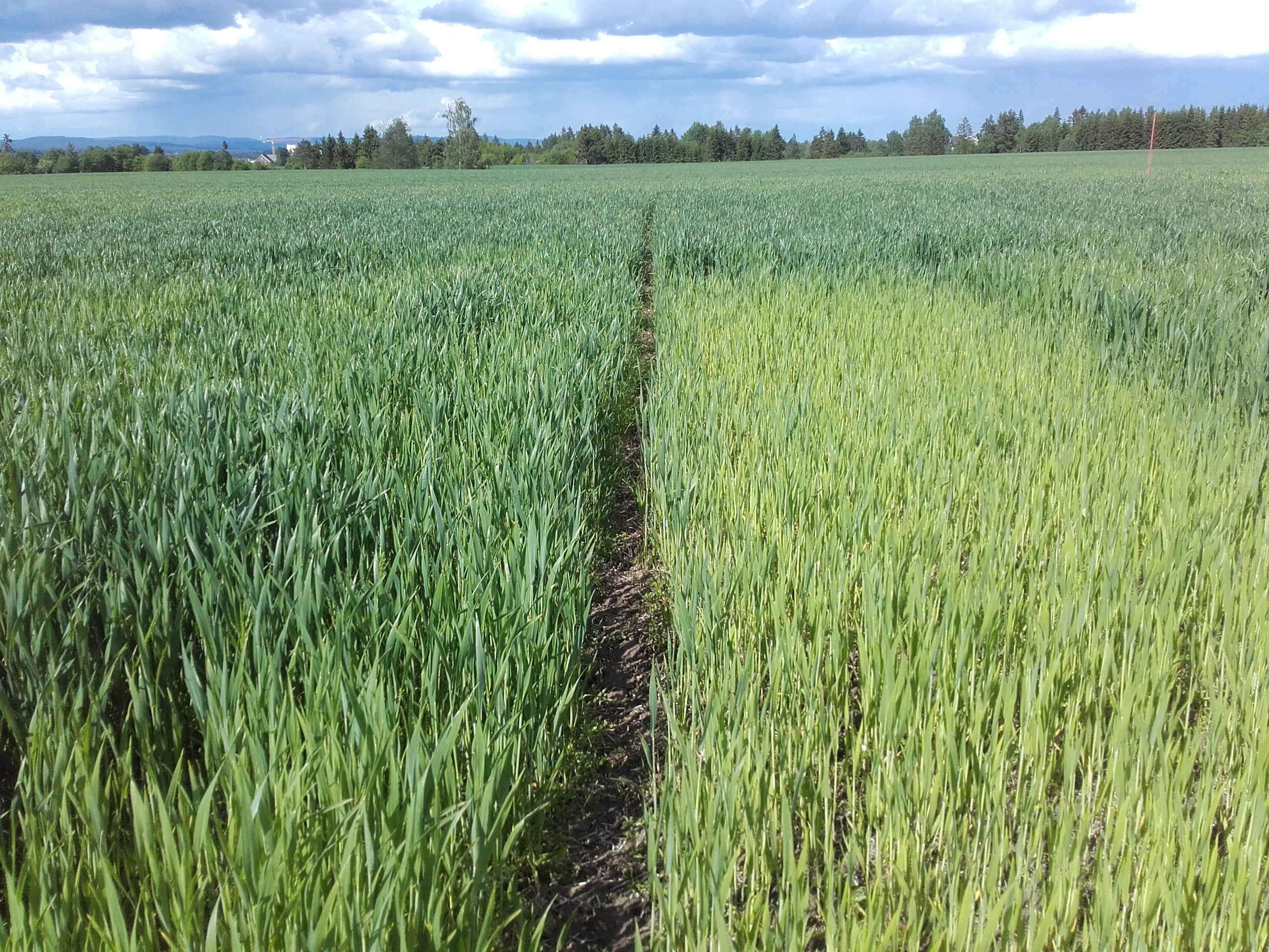 Uke 24 Felt 5 Årnes. Fotograf Morten Botilsrud