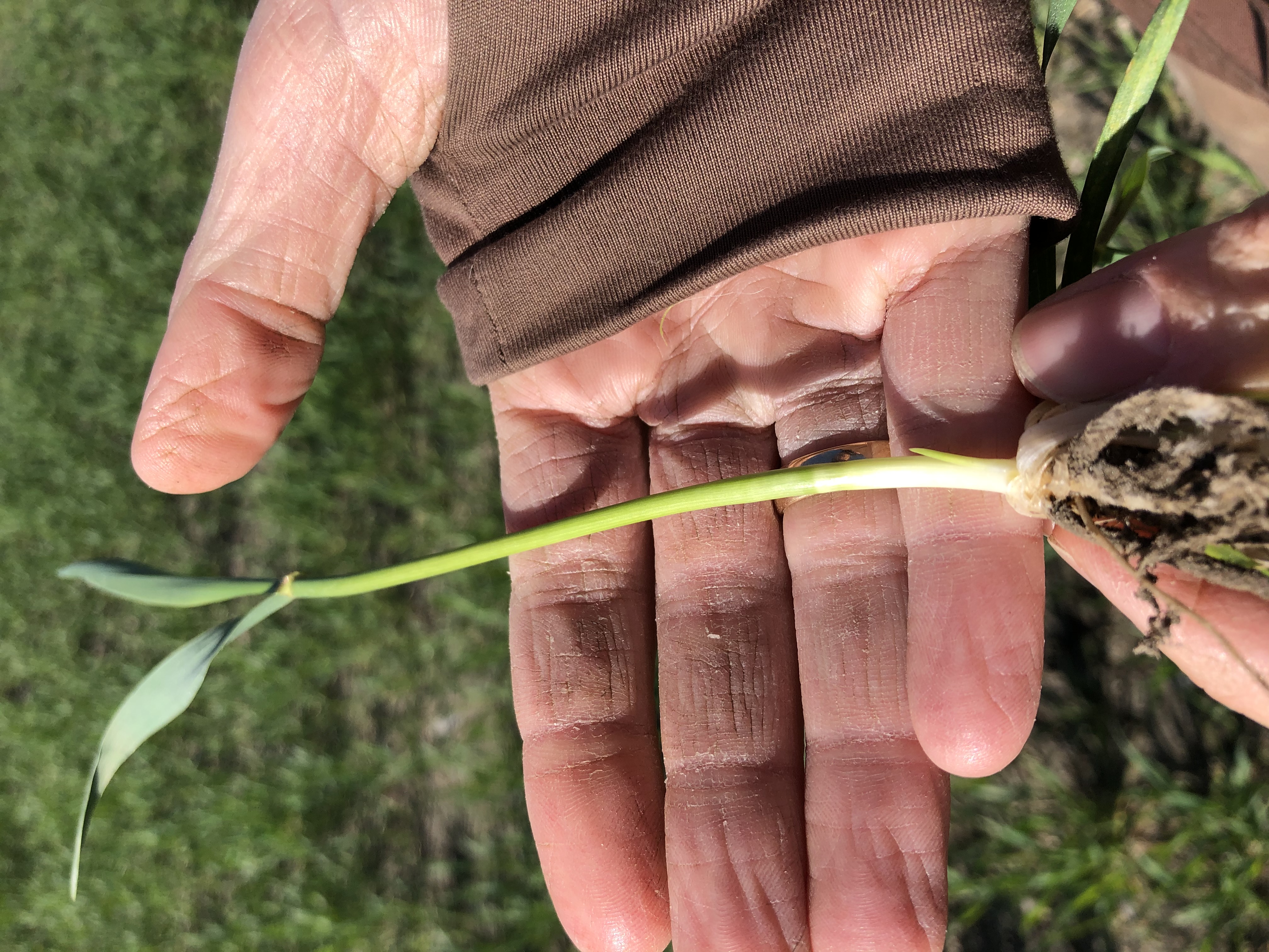 Sem høsthvete 6 mai nær.jpg