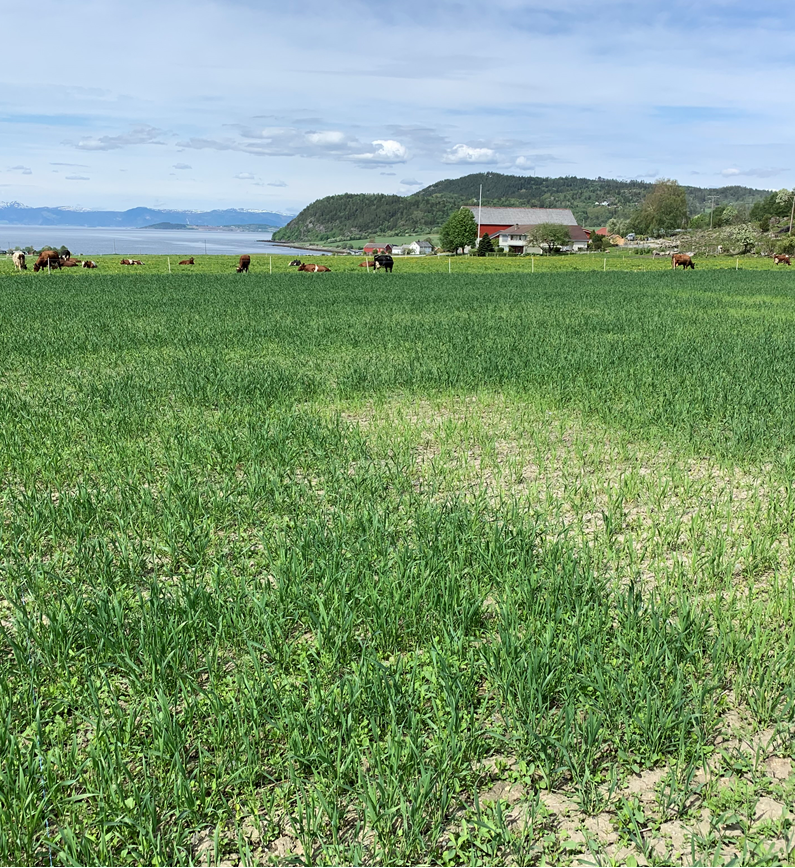 Bilde 7 Tr&oslash;ndelag.png