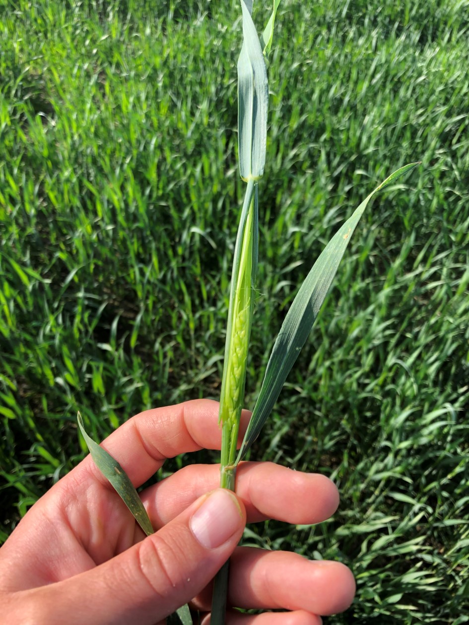 Sem høsthvete 27 mai 3.JPG