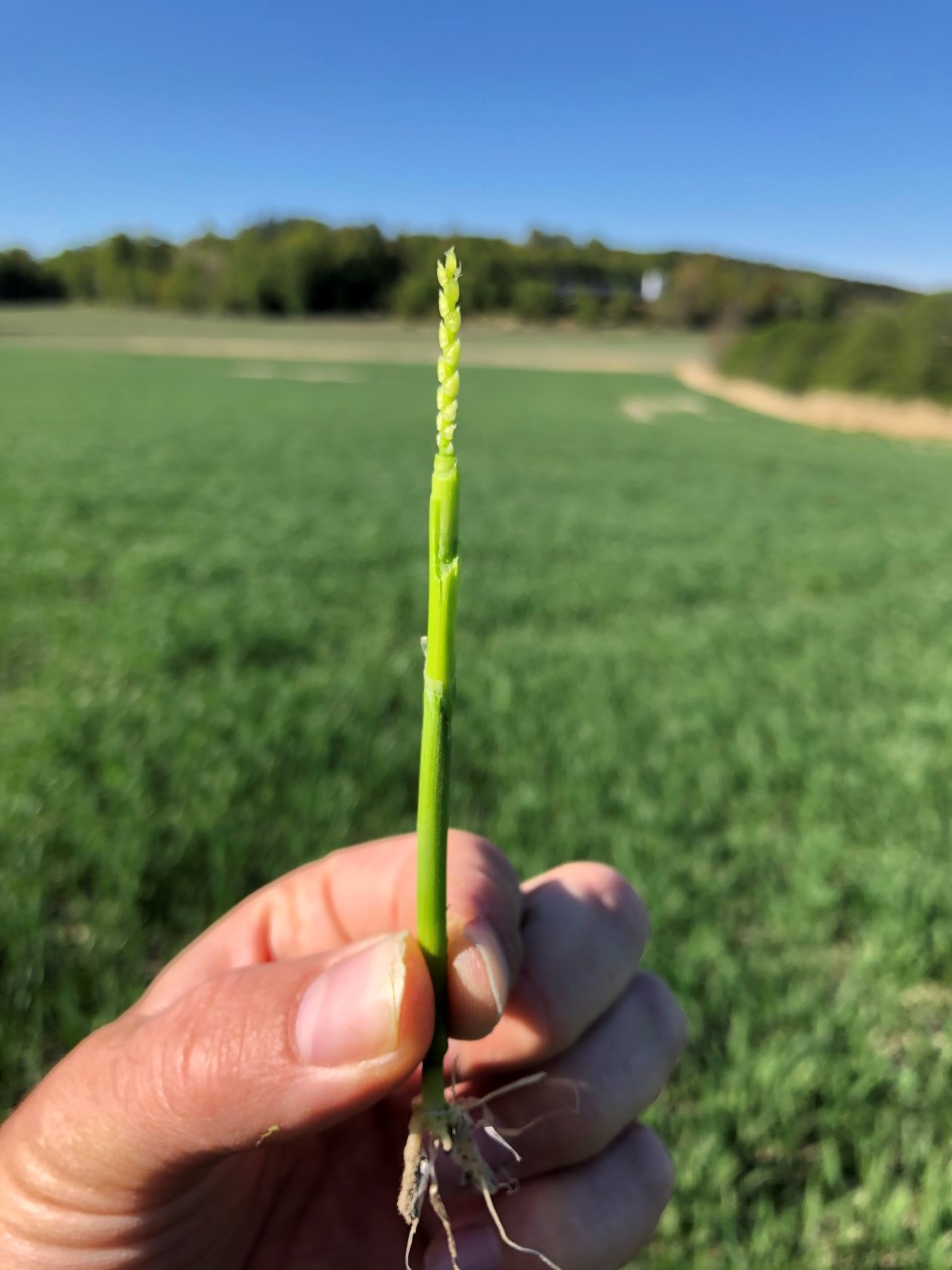 Sem høsthvete 20 mai 2.JPG