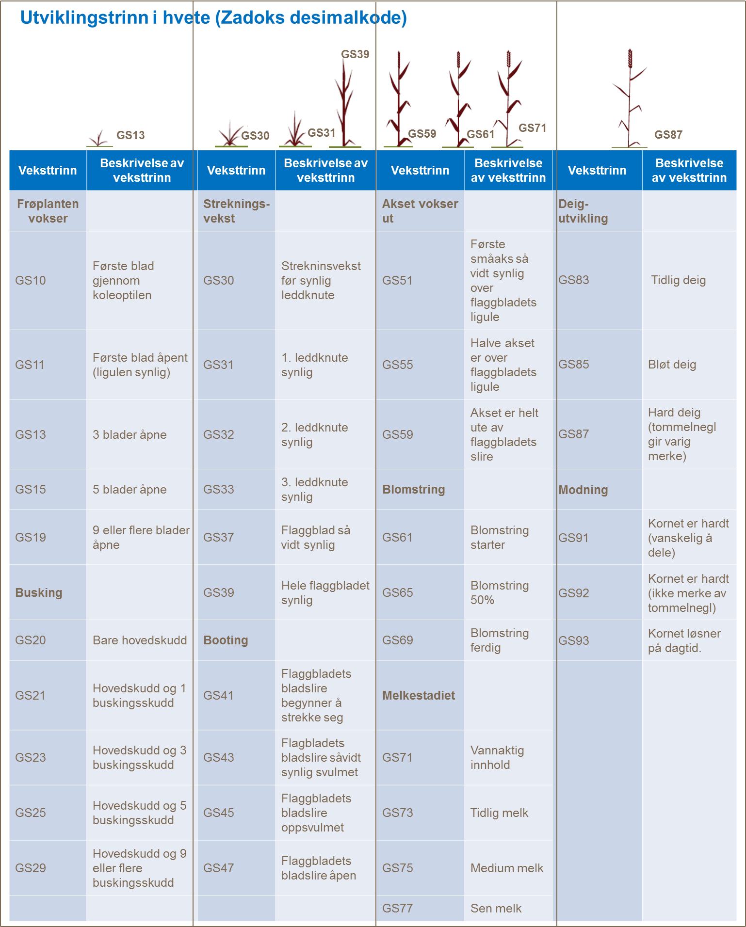Utviklingstrinn i hvete