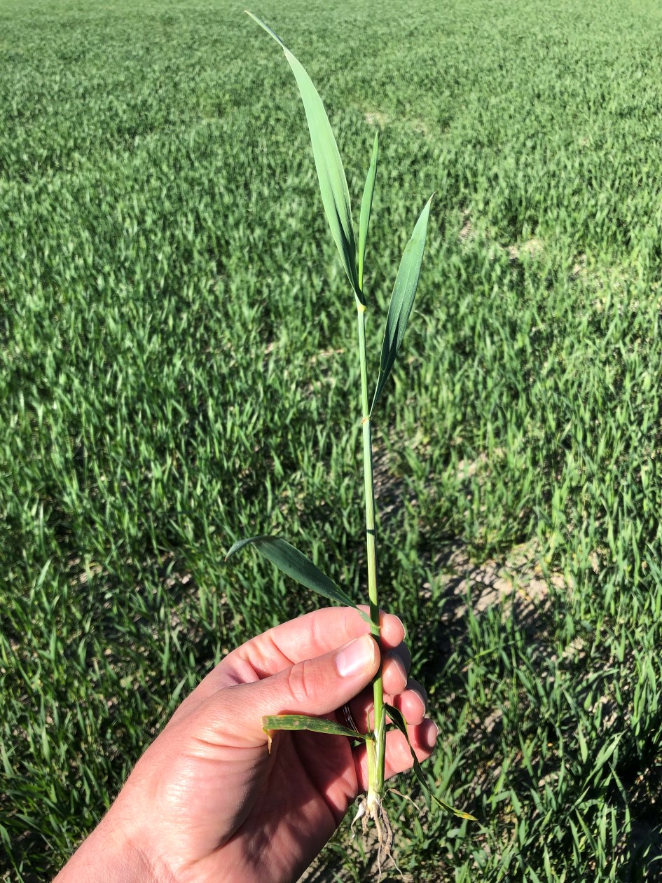 Sem høsthvete 20 mai 3.JPG