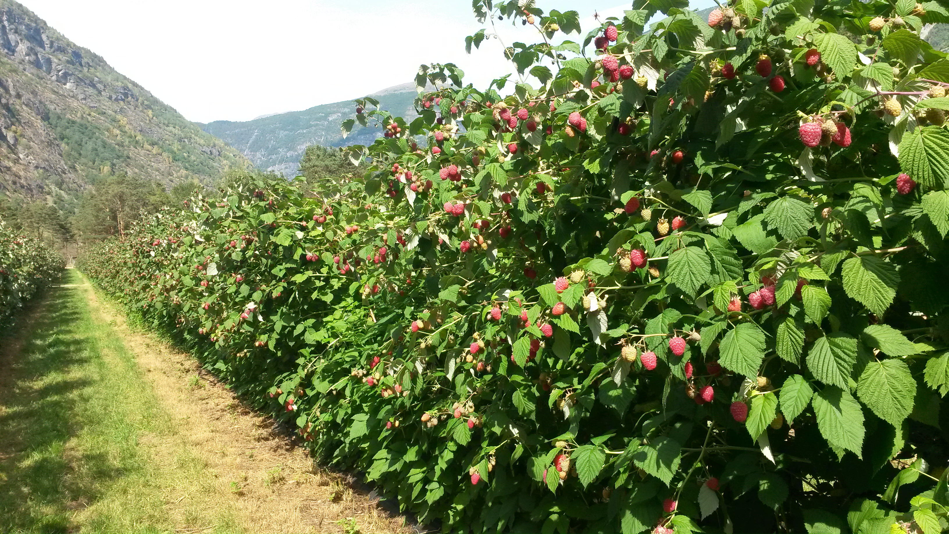 Figur 1: Bilde av feltet på første høstedag.