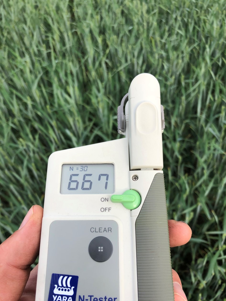 Sem høsthvete 9 juni 2.JPG