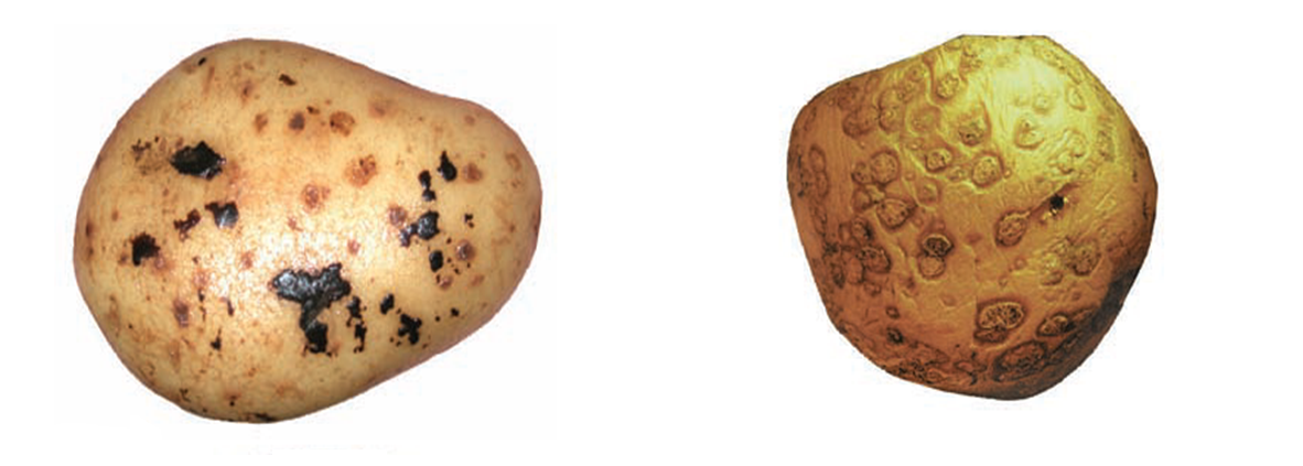 Svartskurv / Vorteskurv