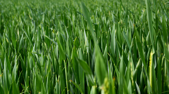 Hvete og plantenæring