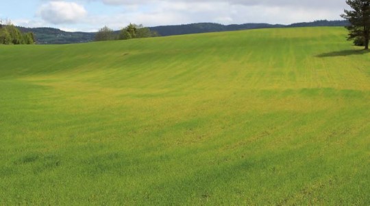 Manglende N-effektivitet i svært våt jord