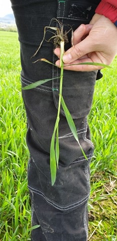 Anna Rathe status 22.mai