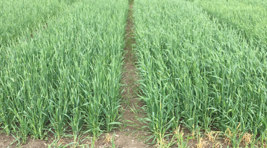 God respons på delgjødsling av bygg