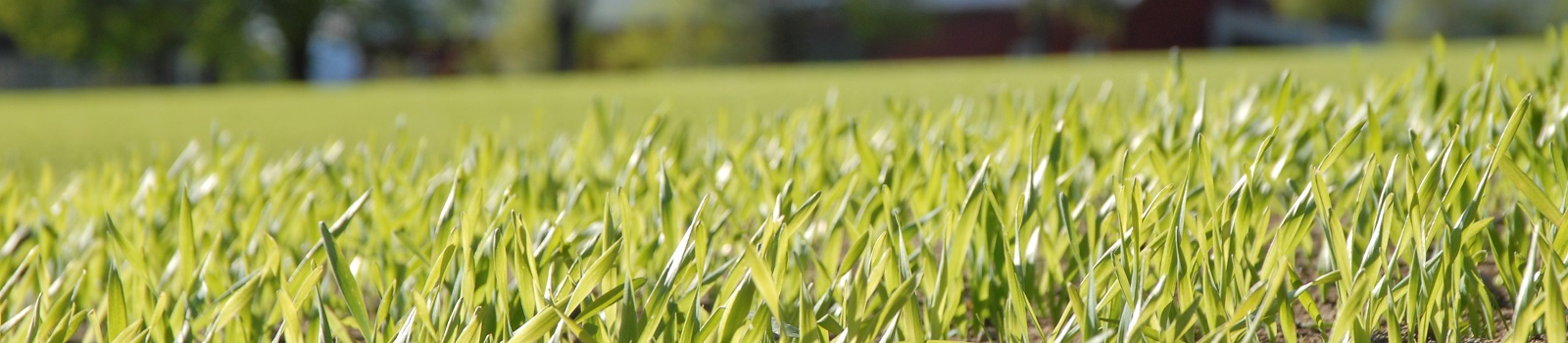 Næringsstoffenes rolle pr. vekststadie i hvete