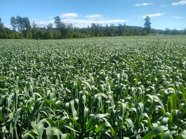 Svein Ivar status 16-06-21