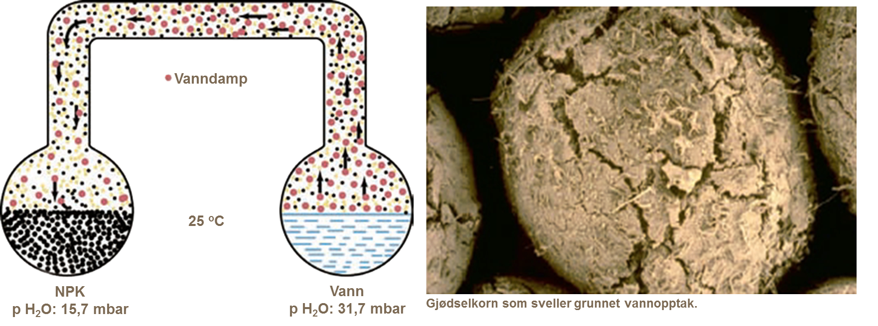 Vanndamp vil bevege seg fra høyt til lavt vanndamptrykk