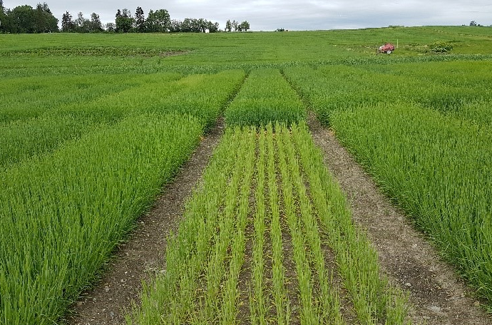 N-måling i bygg uke 24