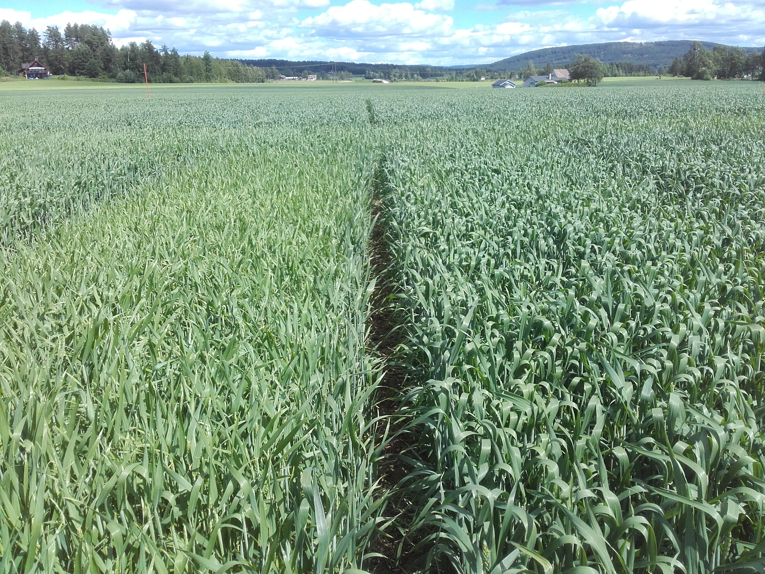 Uke 25 Felt 6 Oppaker. Fotograf Morten Botilsrud