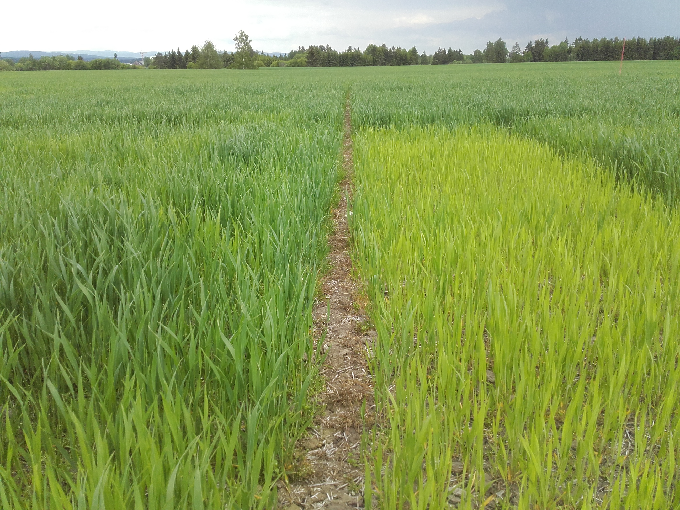 Uke 23 Felt 5 Årnes. Fotograf Morten Botilsrud