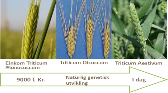 Historisk utvikling av hvete som matkorn