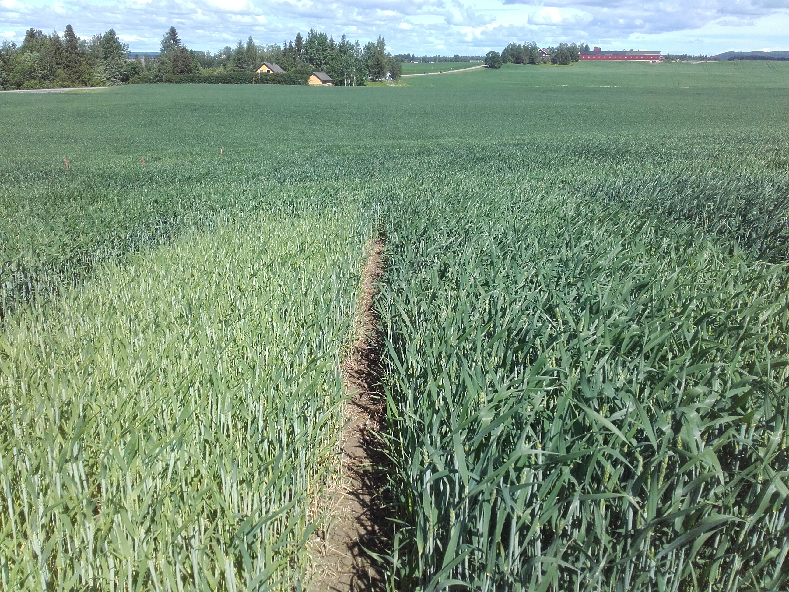 Uke 25 Felt 7 Vormsund. Fotograf Morten Botilsrud