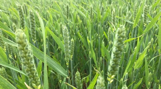 Hvordan forbedre kvalitet i hvete