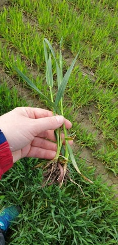 Anna Rathe status 22.mai