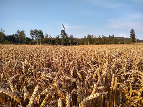 Statusrapport - Svein Ivar